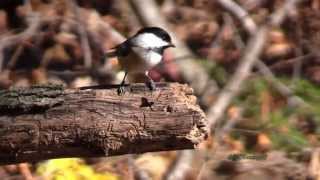Chickadee - dee - dee - dee in 1080p