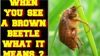 WHEN YOU SEE A BROWN BEETLE WHAT DOES IT MEAN ?