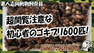 【超閲覧注意】初めてのゴキブリ600匹【デュビア】【アクアリウム】【熱帯魚】