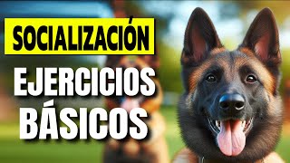 Cómo Socializar a tu Pastor Malinois y Evitar Problemas de Conducta