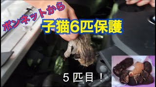 ボンネットを開けると、なんと小さな子猫が６匹もいました！まだ乳飲子です。1匹は必死にシャーと威嚇しましたが、みんな元気そうで何より(^^)子猫兄弟の捜索から保護までの記録です。#猫バンバンしよう #1