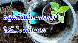 วิธีปรุงดินปลูกพริกในกระถาง ให้พริกงามไว โตเร็ว พร้อมดก