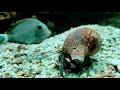 rare video fish vs conch living sankha.