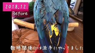 毛齧り対策①《突然の毛齧り、そして克服、そして…(●⁰8⁰●)！》