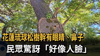 花蓮琉球松樹幹有眼睛、鼻子　民眾驚訝「好像人臉」－民視新聞