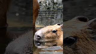 FACTS ABOUT #capybara 1 PART #shots