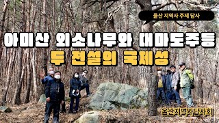 아미산 외소나무와 대마도주등...두 전설의 국제성