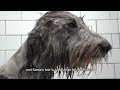 the honest truth about grooming an irish wolfhound