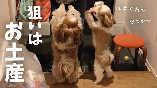 感動の再会！！のはずが、、お出迎え中にさり気なくお土産を物色する愛犬www