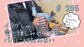 ご立腹＆大興奮で…パパにビンタお見舞いするイタグレパピーのｍｉｓｉａ(ミーシャ)【生後287日】【うちの子220日目】【イタリアングレーハウンド】【子犬】【イタグレパピー】