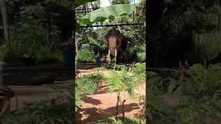 Thechikottukavu Ramachandran🐘#aanapremi  #video #shorts