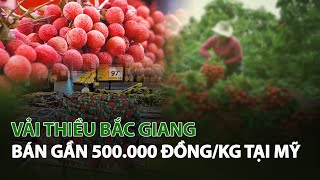 Vải Thiều Bắc Giang bán gần 500.000 đồng/kg tại Mỹ| VTC14