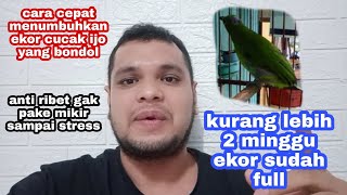 CARA CEPAT EKOR CUCAK IJO BONDOL TUMBUH