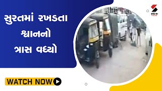 #surat માં રખડતા શ્વાન નો ત્રાસ વધ્યો@SandeshNewsTV