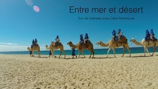 Billy le Chameau, entre mer et désert à Los Cabos