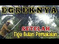 Panen Buah Sawit Kalimantan || Dengan Egrek Tajam SUPER MALINDO