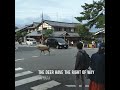 nara deer park