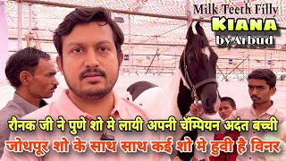 पुणे शो के लिये आयी स्टॅलियन अर्बुद की बच्ची कियाना।। Marwadi Horse Show Pune 2023