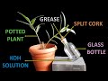 CO2 is essential for photosynthesis experiment