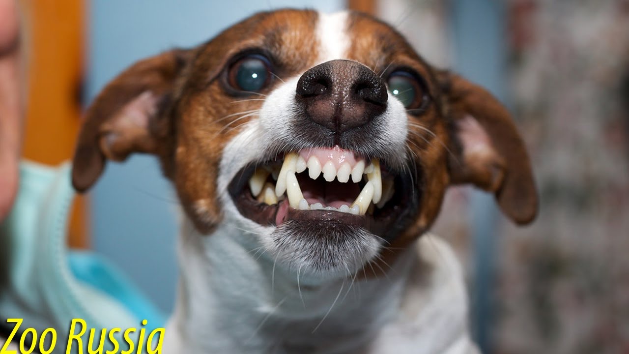 Funny Videos Angry Dog Youtube