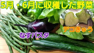 【収穫！！】夏前に育った野菜♪きゅうりが星形に☆☆☆