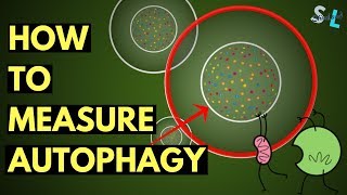 How to Measure Autophagy at Home