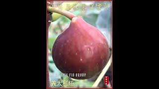 義大利紅無花果Red Italy fig