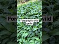 Foraging for wild garlic