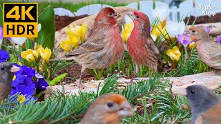 Cat TV for Cats to Watch 😺 Playful Garden Birds, Squirrels, and Vibrant Flowers 🐦 8 Hours(4K HDR)