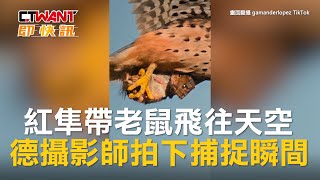 CTWANT 生活新聞 / 紅隼帶老鼠飛往天空　德攝影師拍下捕捉瞬間