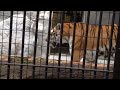 野毛山動物園 アムールトラのメイメイ カッコイイ姿を披露してくれました。