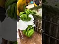 কলা খাওয়ার আগে এই কাজ টা অবশ্যই করবেন banana process কলা চাষ