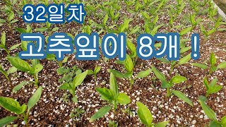 3월2일 고추모종내기32일차-잎이8개 납니다!