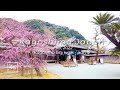 [4K] Japan travel daytime walk| Kagoshima City | Sengan en garden Sakurajima volcano  | 鹿児島市 仙厳園 桜島