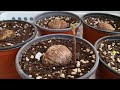 먹고남은 밤으로 씨앗부터 밤나무 키우기. how to grow chestnut tree with leftover chestnut seed