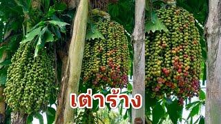 ปาล์ม #ต้นเต่าร้าง (Caryota urens) หรือต้นเขือง ไม้ประดับที่มีประโยชน์ทุกส่วน