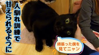 引きこもりの黒猫に人馴れ訓練　遊んで撫でて甘えてくれました（保護猫カフェ猫の恵庭難波）A video of a reclusive black cat working hard