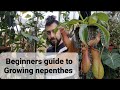 Beginners guide to nepenthes (pitcher plant)