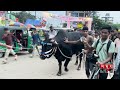 হাট কাঁপাতে ফেনীর বাজারে বাজারে ঘুরছে ফেনীর রাজা cow king feni bazar somoy tv