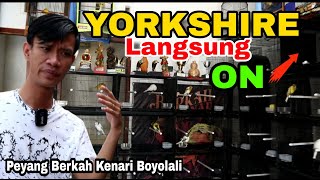 SIMPEL BANGET..!!! Pengkondisian Kenari Yorkshire Ala Mas Peyang Berkah Kenari