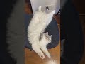 ぽんぽん冷えるよ〜🤧　 cat cutecat 子猫 猫 癒し スコティッシュフォールド