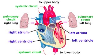 The Circulatory System Part 1: The Heart