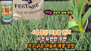 4월 홍산마늘밭관리? 이것두번만 주면 폭풍성장~병충해 방제는 공짜로~