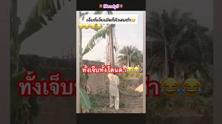 #ติ๊กต๊อก #funnyshorts #funnyvideo #funny #comedy #ตลก