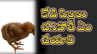 chicken first week mortality || chick  mortality in 1st week. వారంలో మీ కోడి పిల్లలు చనిపోతున్నాయా