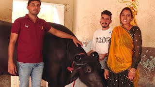 28.066 किलो दूध की Champion करिश्मा आज आप भी जाने कोन से फेमस Bull से pregnant हुई, Owner.मजीत यादव