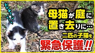 【子猫保護】母猫とはぐれた？庭に置き去りにされた子猫を緊急保護しました【まさかの！3日連続 子猫保護②】