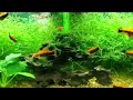 red tuxedo swordtails xiphophorus hellerii 20 gallon 75 liter aquarium