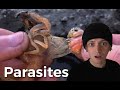 Removing Isopod  Parasites From Shrimp #shorts