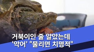 거북이인 줄 알았는데 '악어' \